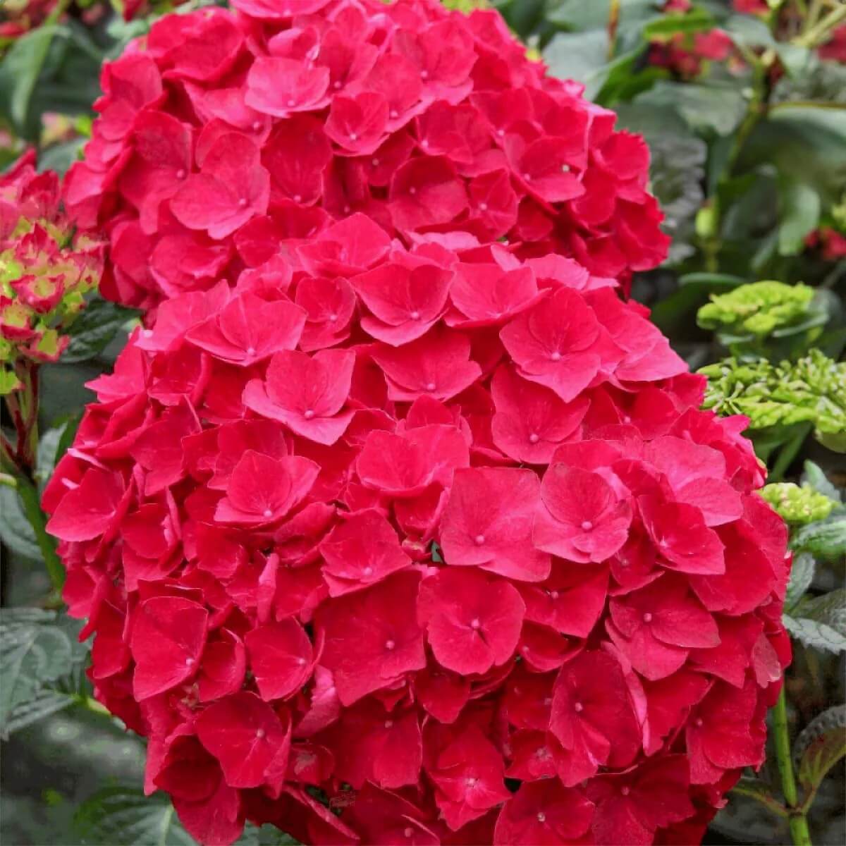 Red Baron Hydrangea Seeds - Flower Plant