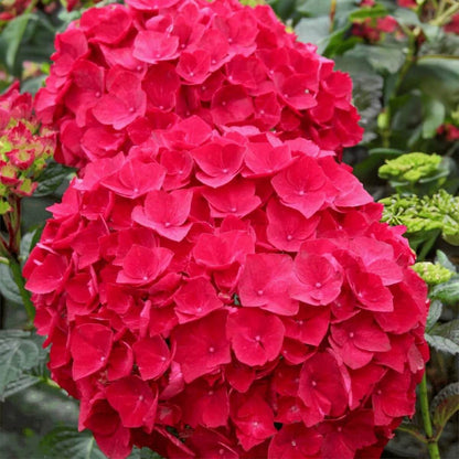 Red Baron Hydrangea Seeds - Flower Plant