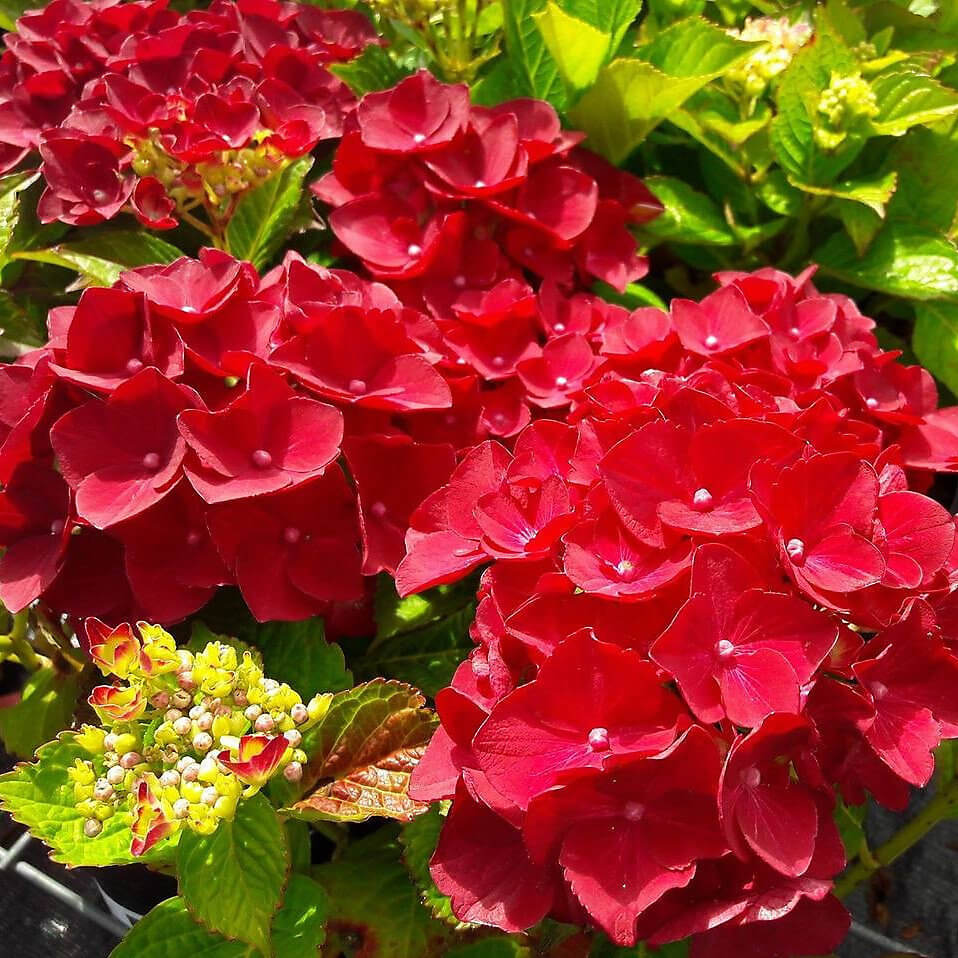 Red Baron Hydrangea Seeds - Flower Plant