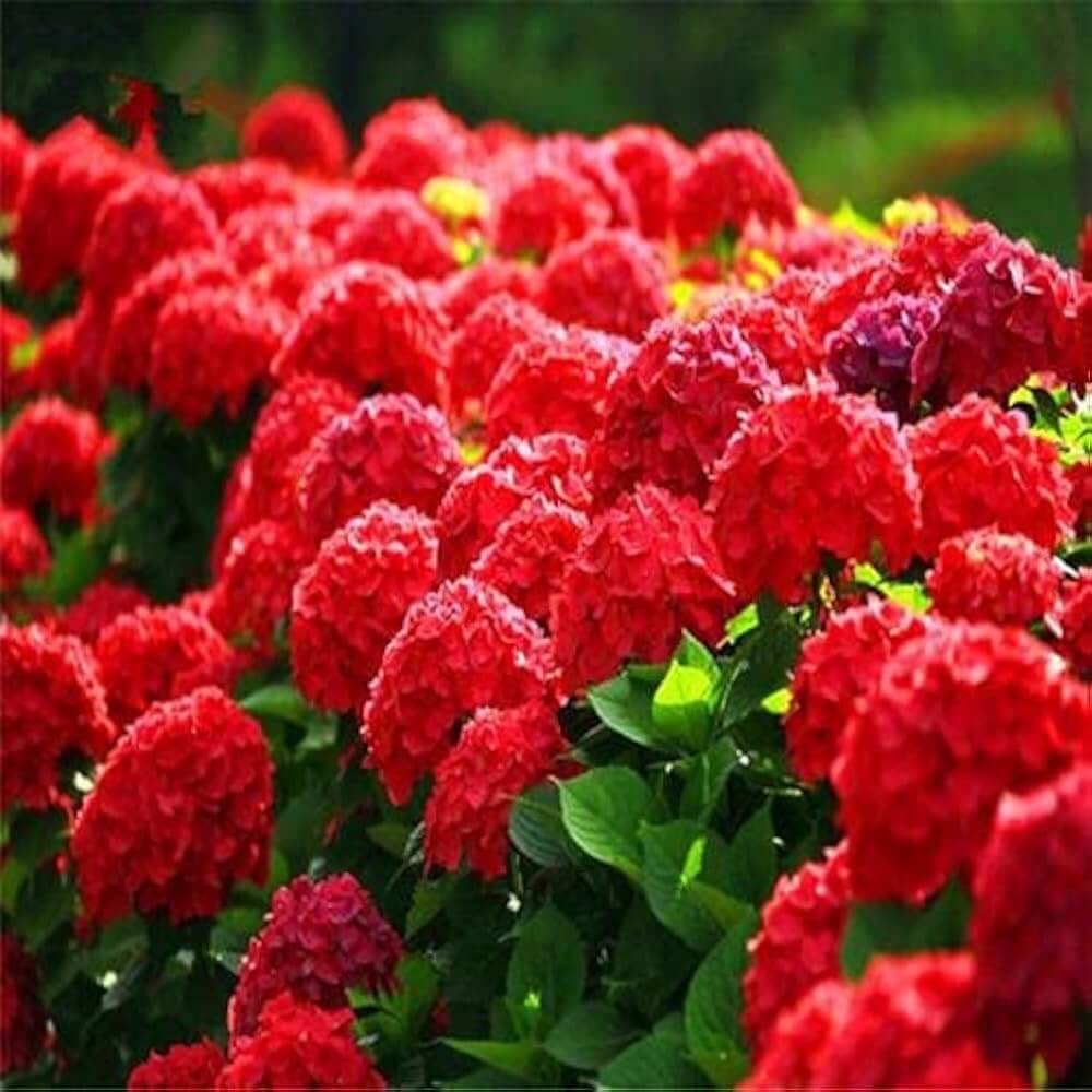 Red Baron Hydrangea Seeds - Flower Plant
