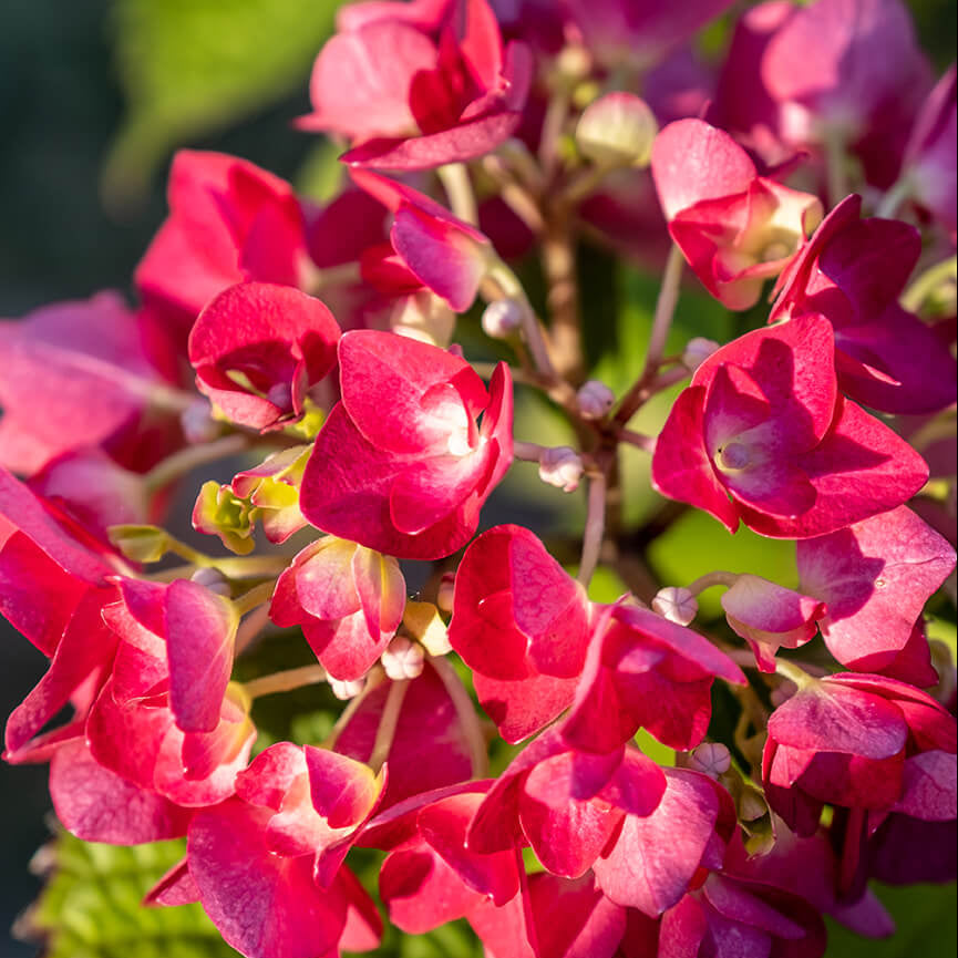 Red Baron Hydrangea Seeds - Flower Plant