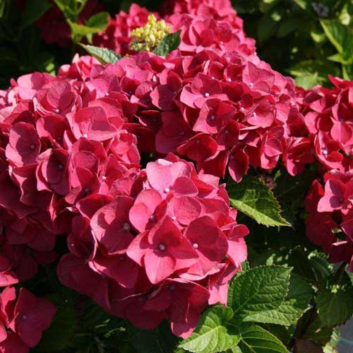 Red Baron Hydrangea Seeds - Flower Plant