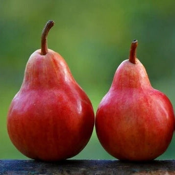 Red Bartlett Pear Seeds