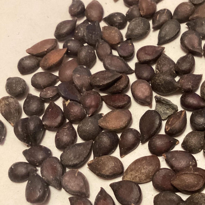 Red Bartlett Pear Seeds