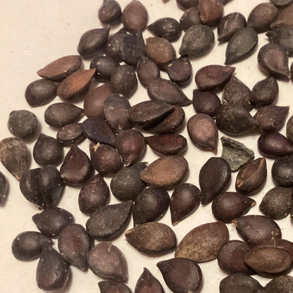 Red Bartlett Pear Seeds