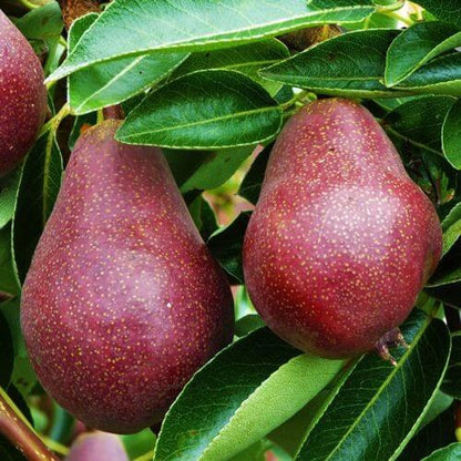 Red Bartlett Pear Seeds