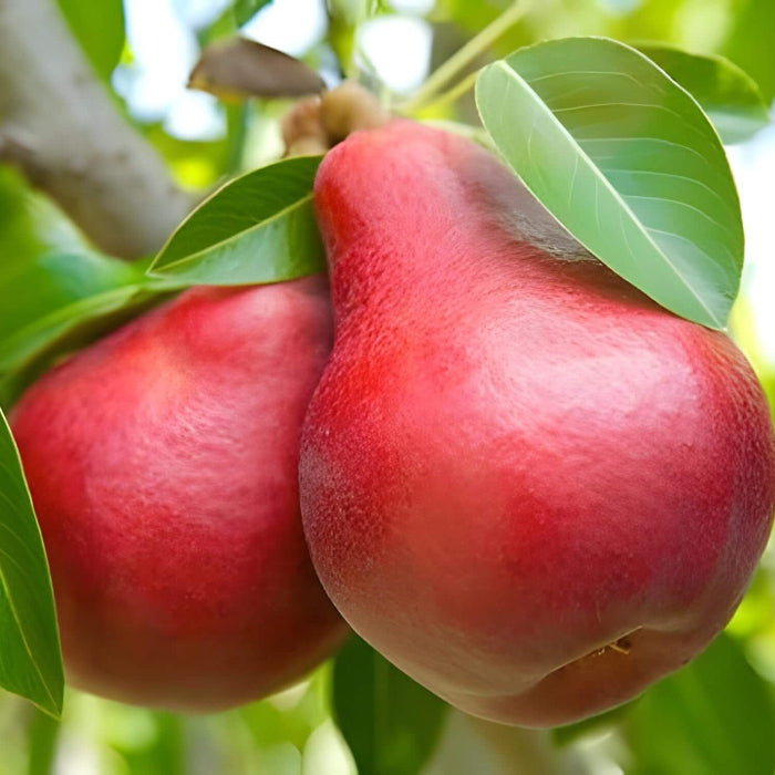 Red Bartlett Pear Seeds