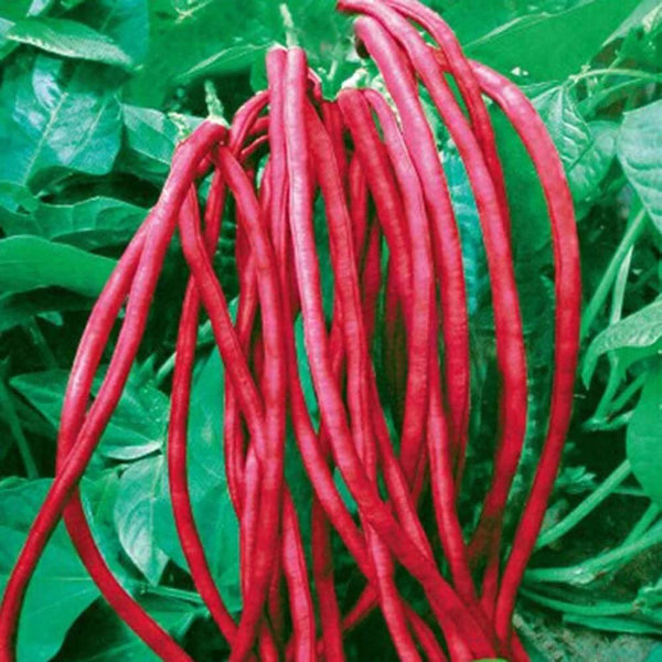 Red Bean seeds -Vegetable Plant