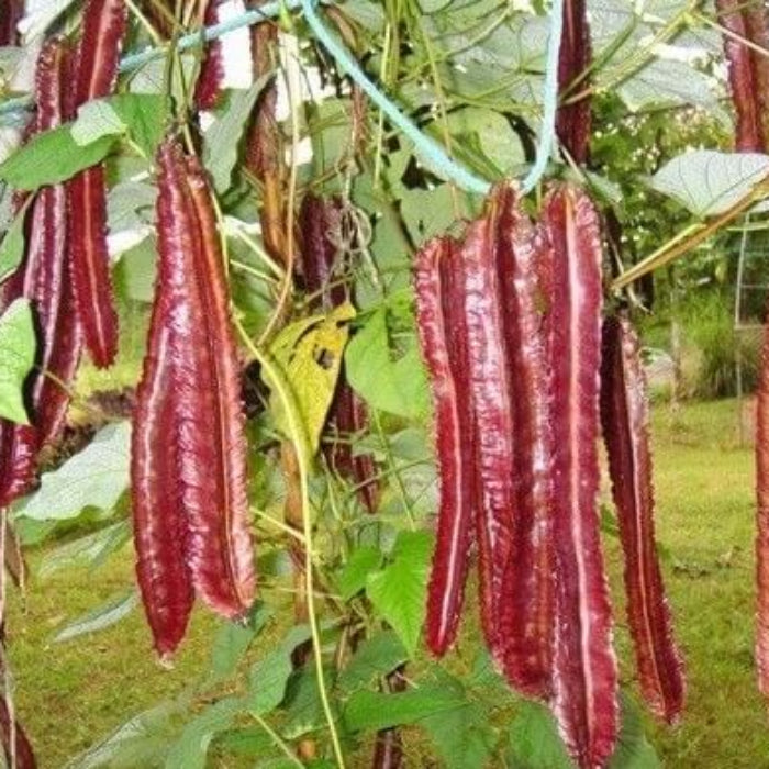 Red Bean seeds -Vegetable Plant