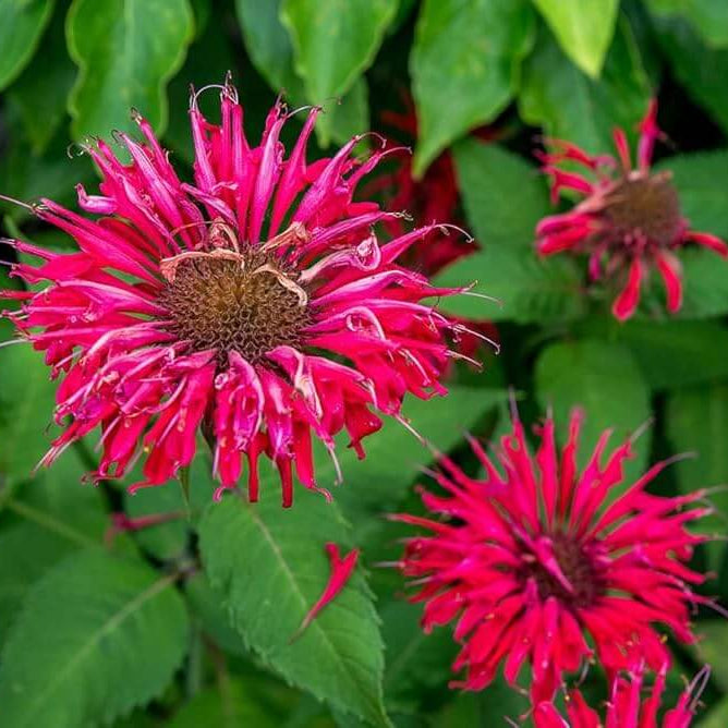 Red Bee Balm Seeds - Herbal Plant