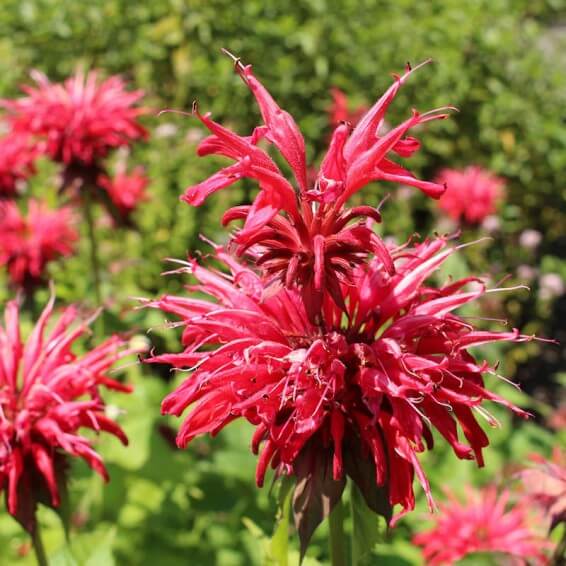 Red Bee Balm Seeds - Herbal Plant