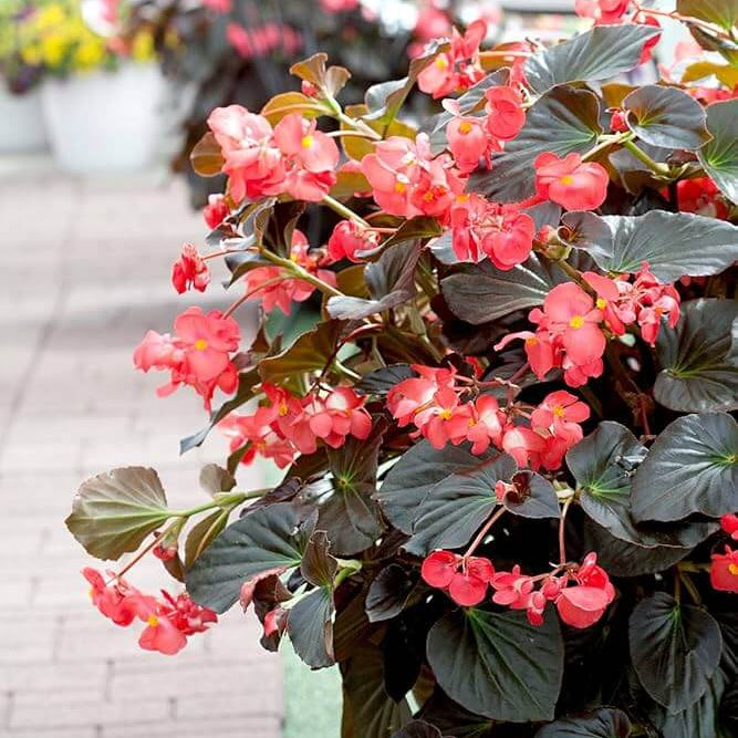 Red Begonia Seeds