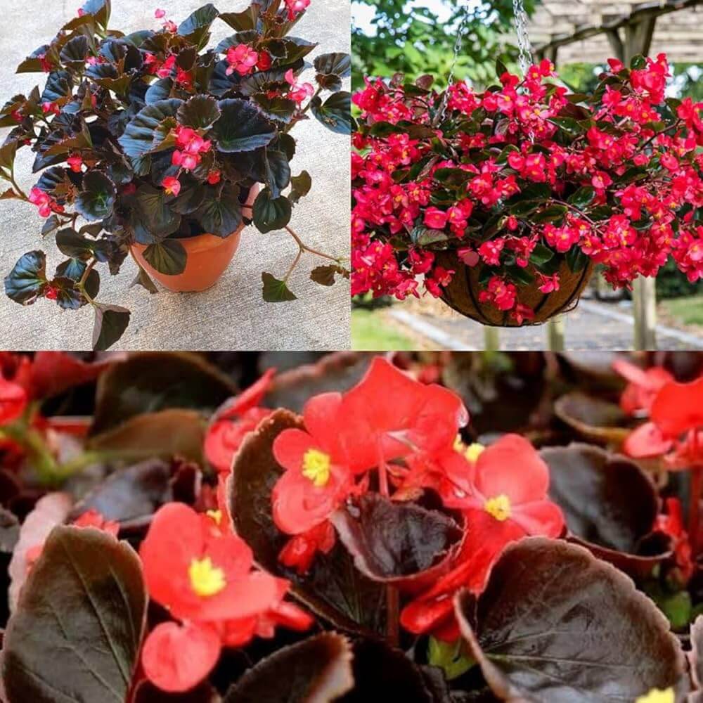 Red Begonia Seeds