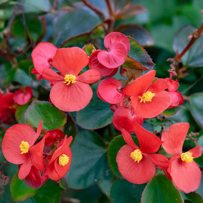 Red Begonia Seeds
