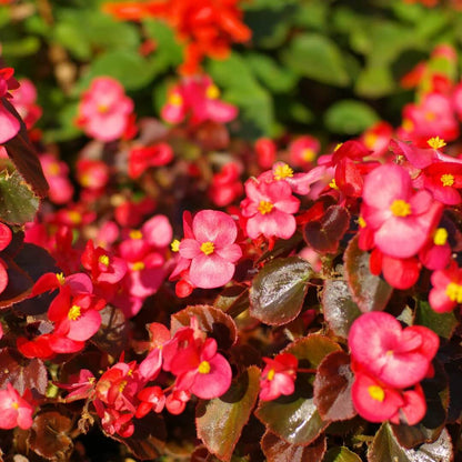 Red Begonia Seeds
