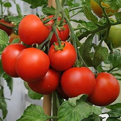 Red Bell Tomato Seeds 