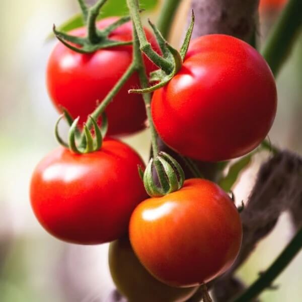 Red Bell Tomato Seeds 