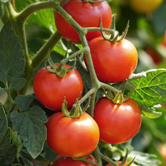 Red Bell Tomato Seeds 