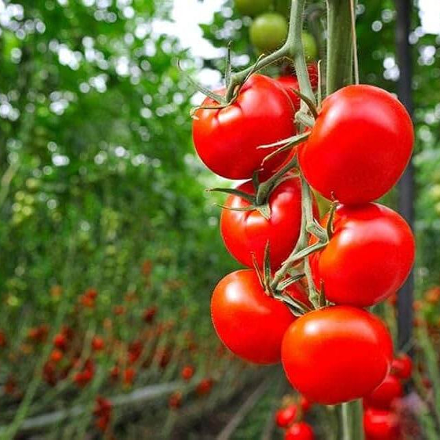 Red Bell Tomato Seeds 