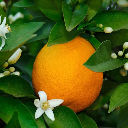 Red Bergamot Seeds - Fruit Plant Seeds for Home Gardens