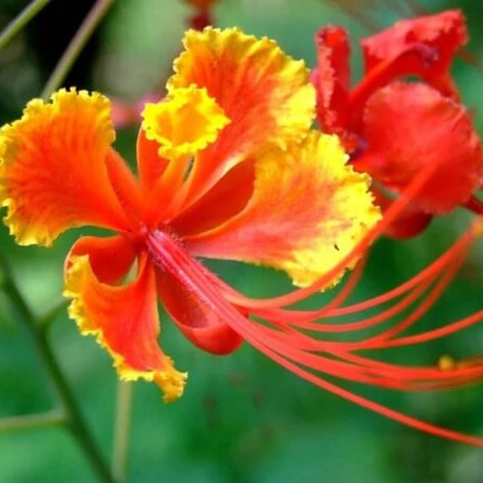 Red Bird of Paradise Seeds - Flower Plant for Home Gardens