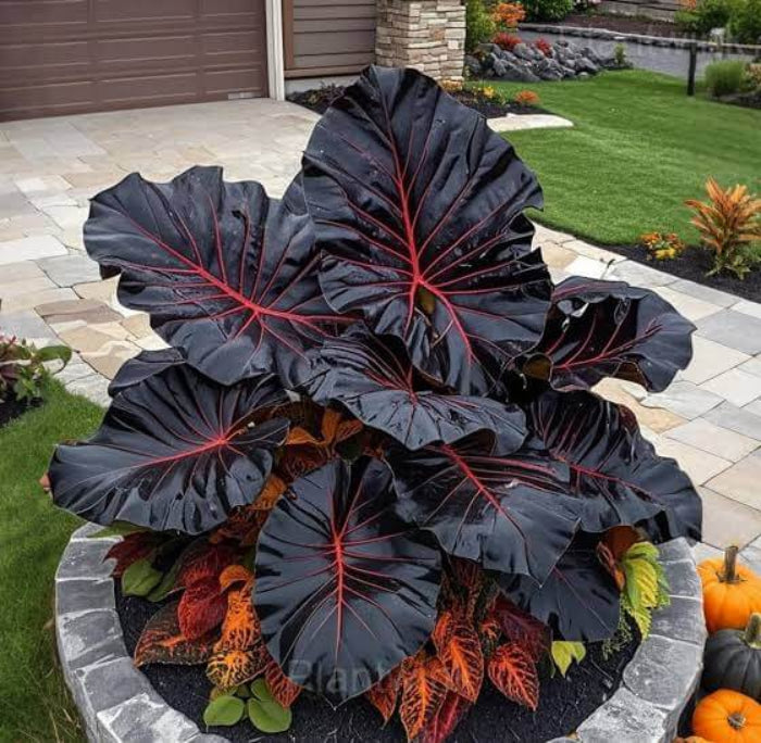 Red Black Caladium Seeds - Ornamental Plant for Home Gardens