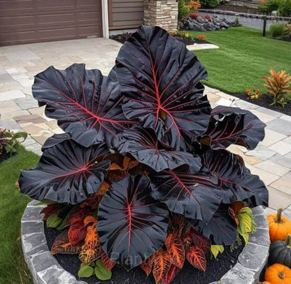 Red Black Caladium Seeds - Ornamental Plant for Home Gardens