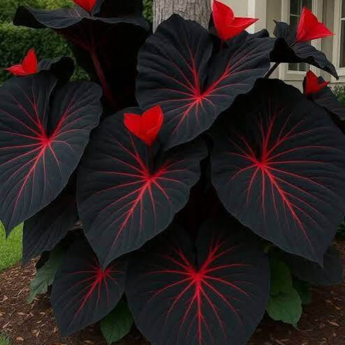 Red Black Caladium Seeds - Ornamental Plant for Home Gardens