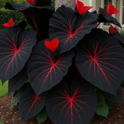 Red Black Caladium Seeds - Ornamental Plant for Home Gardens