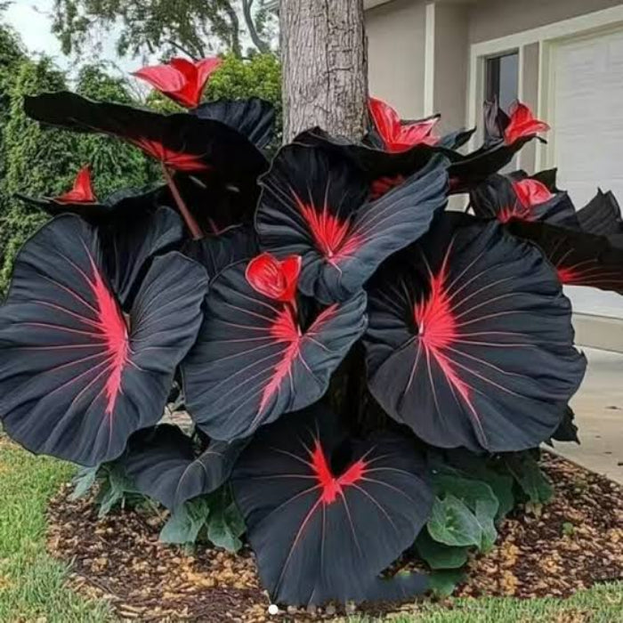 Red Black Caladium Seeds - Ornamental Plant for Home Gardens