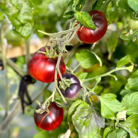 Red Black Midnight Tomato Seeds 