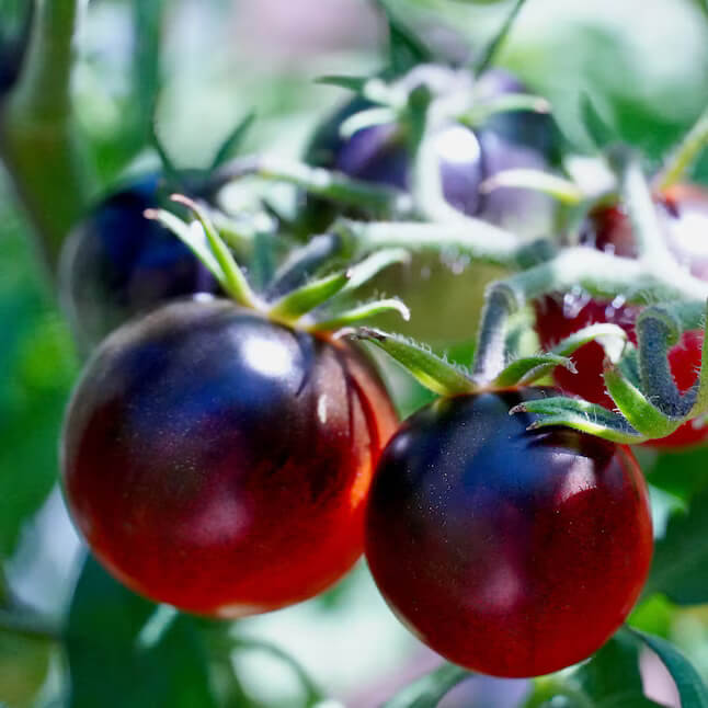 Red Black Midnight Tomato Seeds 