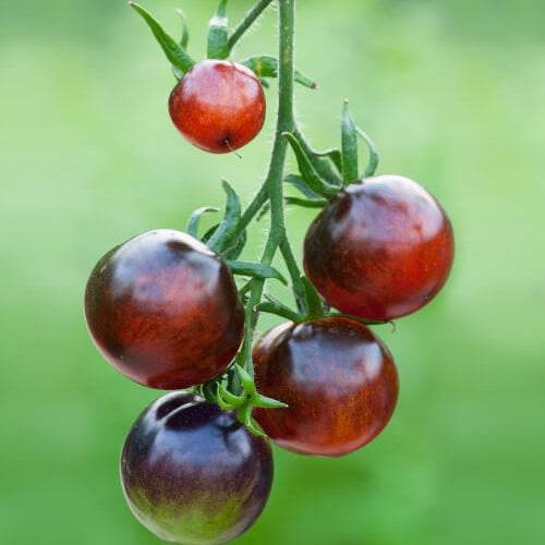 Red Black Midnight Tomato Seeds 