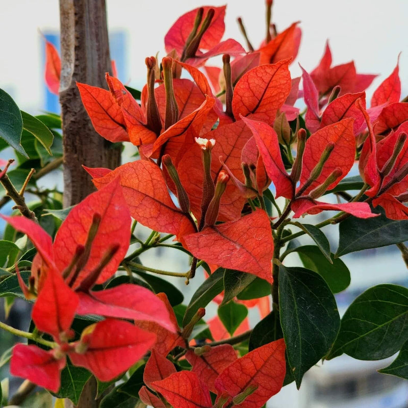 Red Bougainvillea Seeds