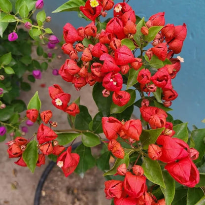 Red Bougainvillea Seeds