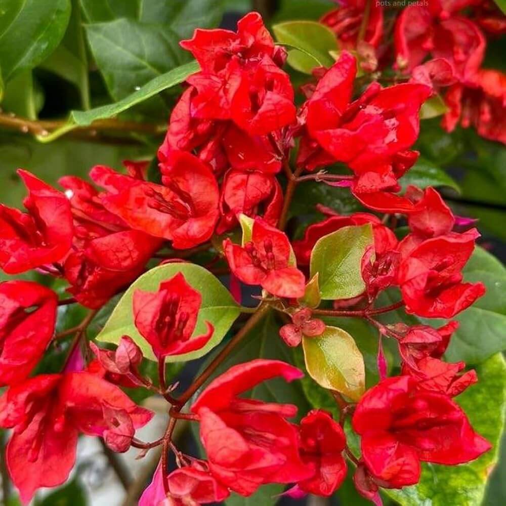 Red Bougainvillea Seeds