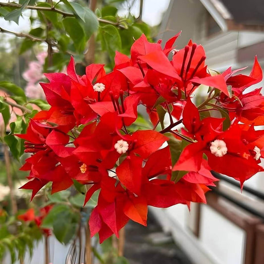 Red Bougainvillea Seeds