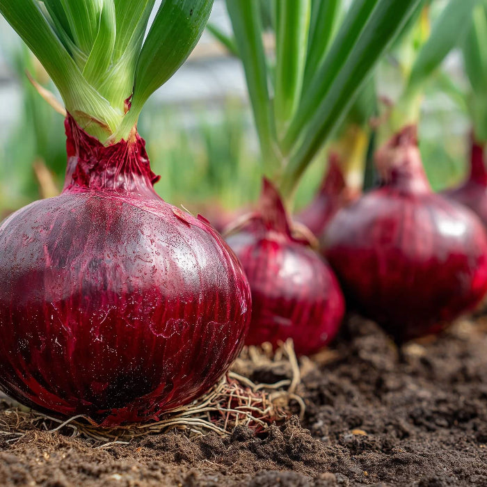 Red Burgundy onion seeds - Vegetable Plant