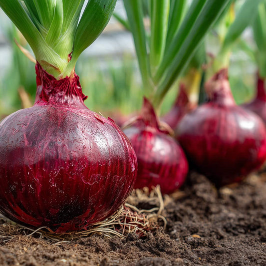 Red Burgundy onion seeds - Vegetable Plant