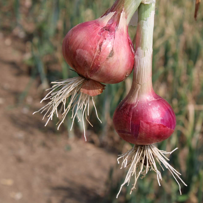 Red Burgundy onion seeds - Vegetable Plant