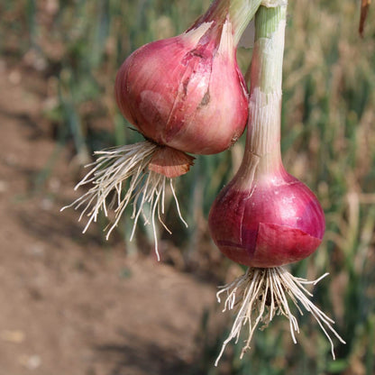 Red Burgundy onion seeds - Vegetable Plant