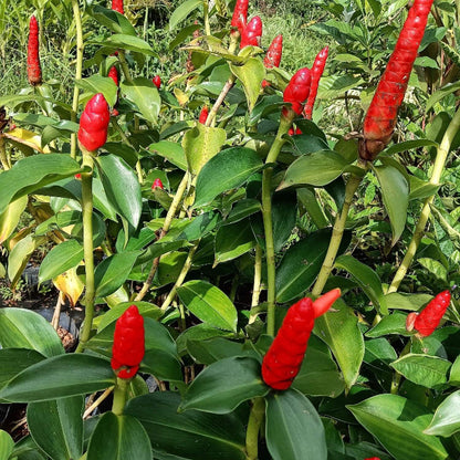 Red Button Ginger Seeds - Heirloom Vegetable Plant for Home Gardens