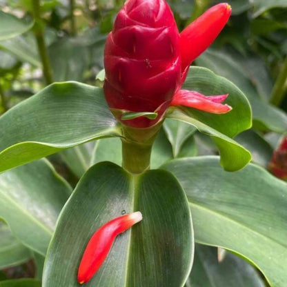 Red Button Ginger Seeds - Heirloom Vegetable Plant for Home Gardens