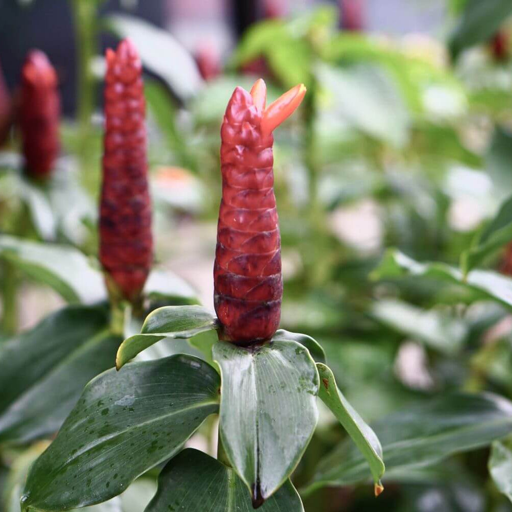 Red Button Ginger Seeds - Heirloom Vegetable Plant for Home Gardens