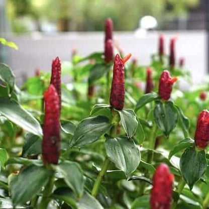 Red Button Ginger Seeds - Heirloom Vegetable Plant for Home Gardens