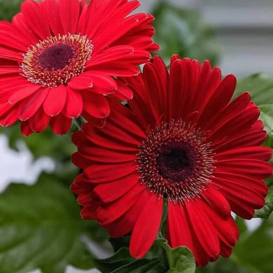 Red Calendula Seeds - Flower Plant for Home Gardens