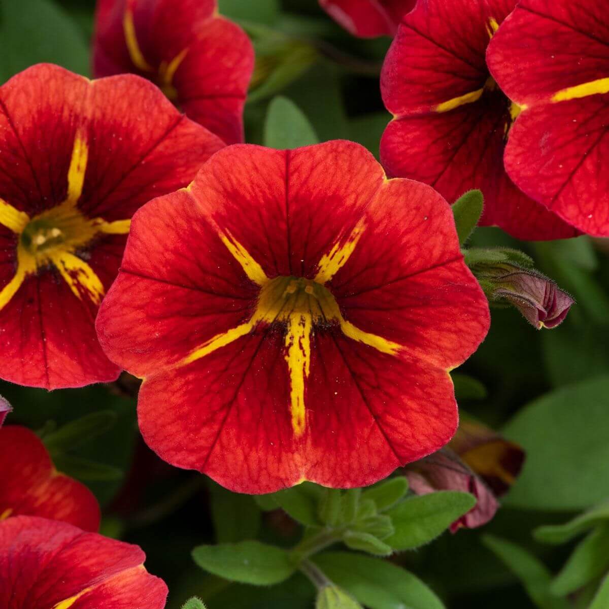 Red Calibrachoa Seeds