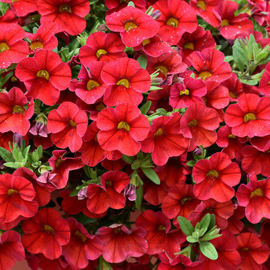 Red Calibrachoa Seeds