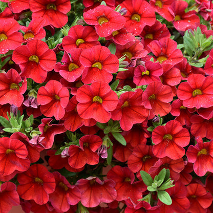 Red Calibrachoa Seeds