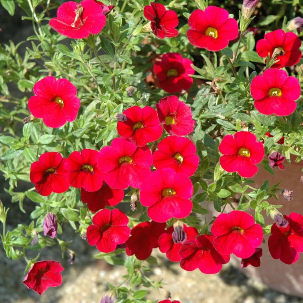 Red Calibrachoa Seeds